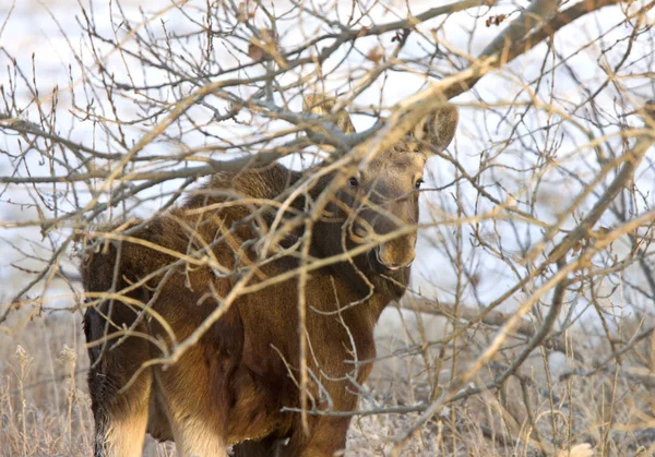 Prateria Moose Saskatchewan — Foto Stock