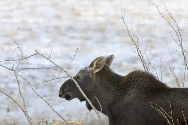 Prérijní moose saskatchewan — Stock fotografie