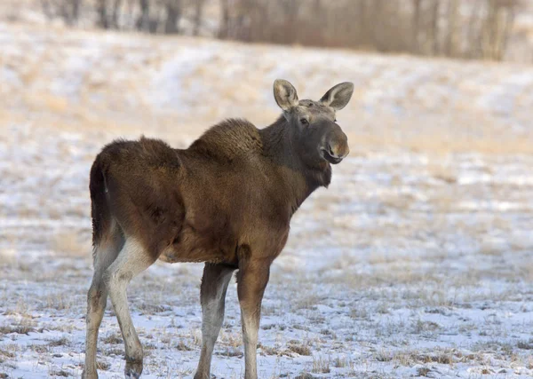 Prérijní moose saskatchewan — Stock fotografie