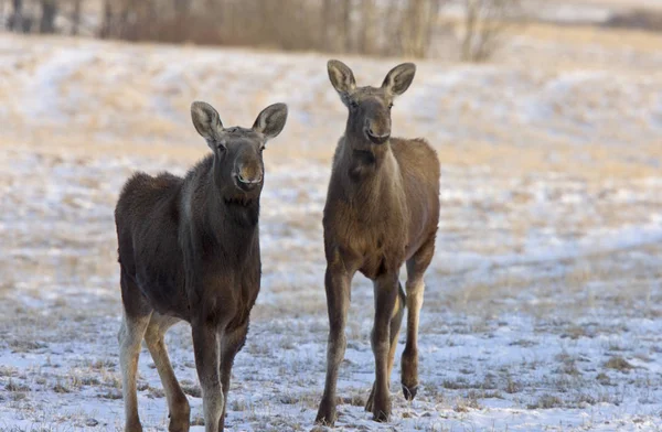 Prairie Moose Saskatchewan — Stock Photo, Image