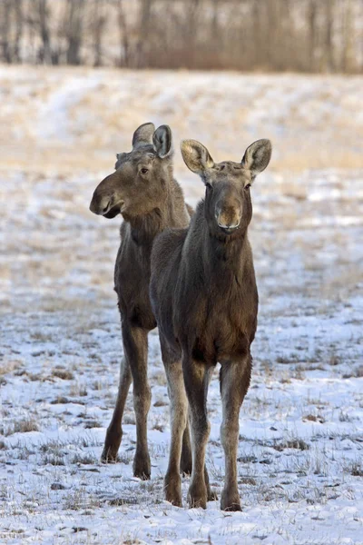 Prairie Moose Saskatchewan — Stockfoto