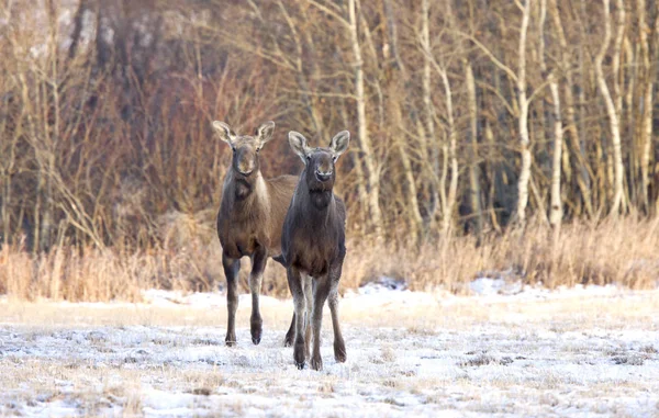 Prérijní moose saskatchewan — Stock fotografie