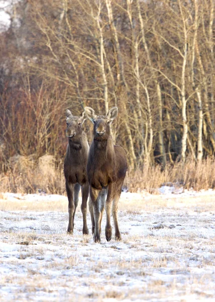 Pradaria alce saskatchewan — Fotografia de Stock