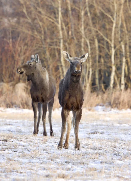 Prérijní moose saskatchewan — Stock fotografie