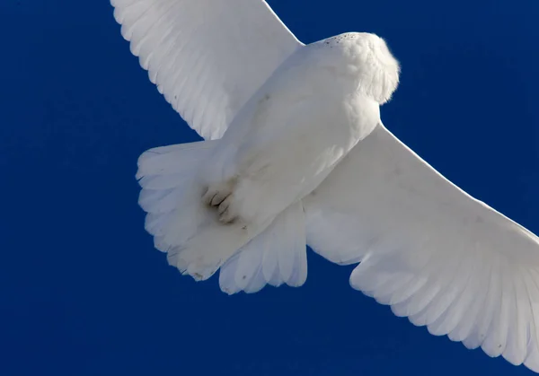 Fjälluggla i flyg — Stockfoto