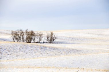 Çayır manzara kış