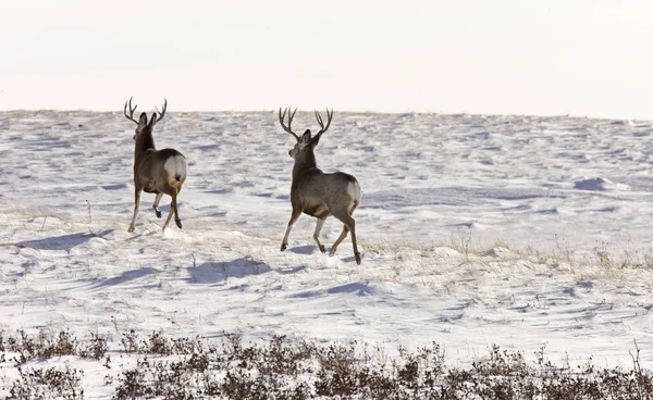 Deer Buck in Winter — Stock Photo, Image