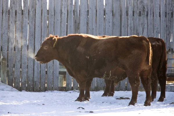 牛冬天冷 — 图库照片