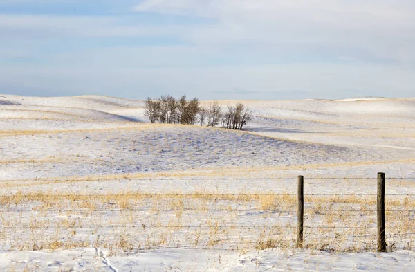 Paesaggio della prateria in inverno — Foto Stock