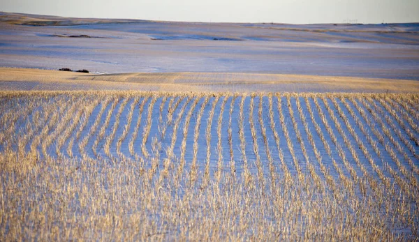 Prairie táj télen — Stock Fotó