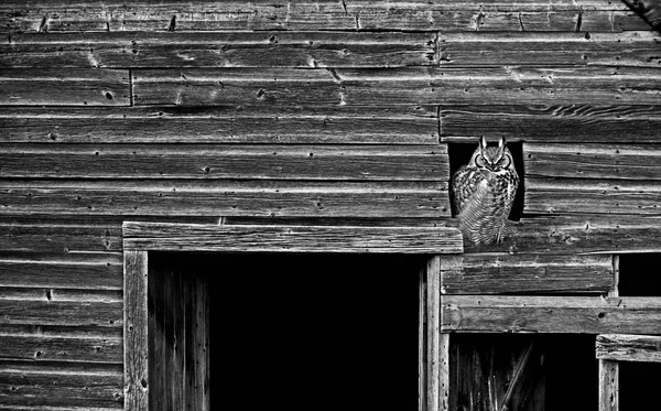 Great Horned Owl — Stock Photo, Image