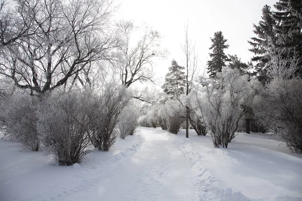 霜の霜の草原 — ストック写真