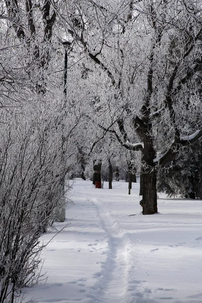 Hoar Frost Prairie — Stockfoto