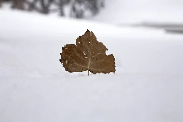 Prairie Escena de invierno — Foto de Stock