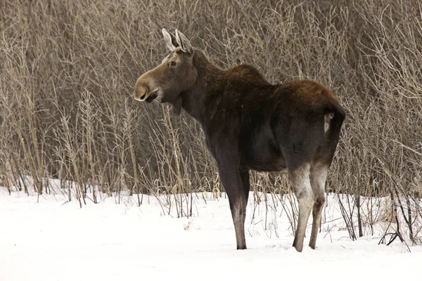 Prérijní Moose Kanada — Stock fotografie