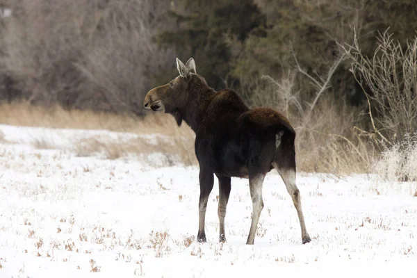 Prairie Moose Canada — Stock Photo, Image