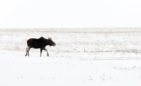 Prairie Moose Kanada — Zdjęcie stockowe