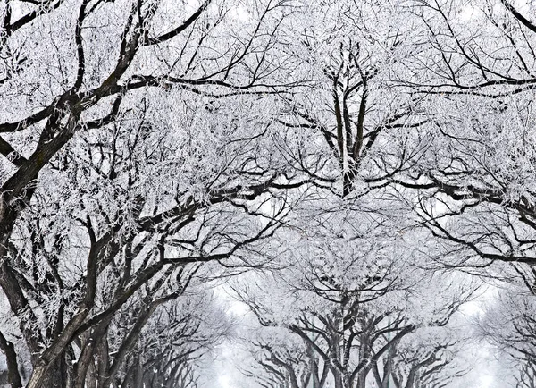 Hoar Frost Prairie — Stockfoto