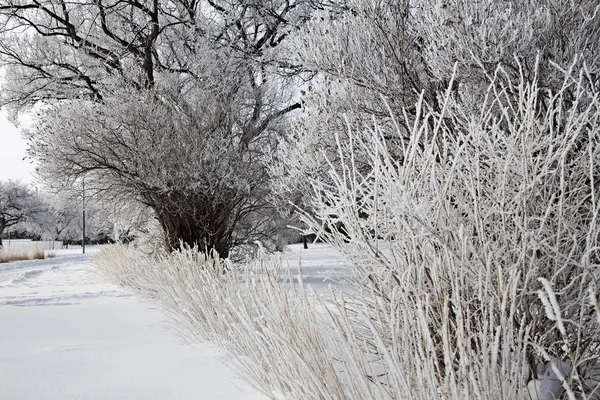 Hoar Frost Prairie — Stockfoto