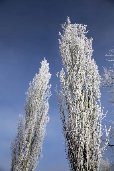 Hoar Frost Prairie — Stock Photo, Image