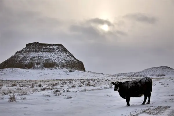 Zimní scény Saskatchewan Badlands — Stock fotografie