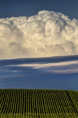 Bozkır Fırtınası Kanada 'yı Bulutlandırıyor