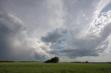 Bozkır Fırtınası Kanada 'yı Bulutlandırıyor