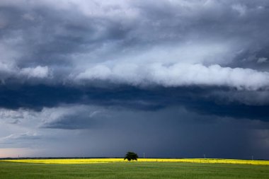Bozkır Fırtınası Kanada 'yı Bulutlandırıyor