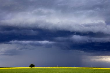 Bozkır Fırtınası Kanada 'yı Bulutlandırıyor