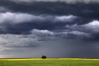 Bozkır Fırtınası Kanada 'yı Bulutlandırıyor