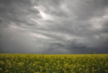 Bozkır Fırtınası Kanada 'yı Bulutlandırıyor