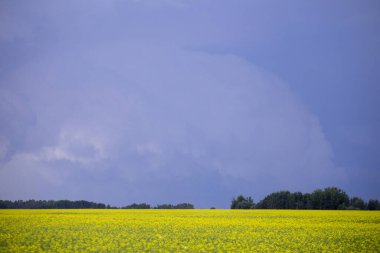 Bozkır Fırtınası Kanada 'yı Bulutlandırıyor