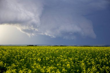 Bozkır Fırtınası Kanada 'yı Bulutlandırıyor