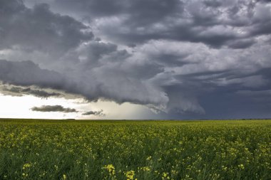 Bozkır Fırtınası Kanada 'yı Bulutlandırıyor