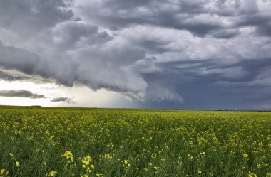 Bozkır Fırtınası Kanada 'yı Bulutlandırıyor