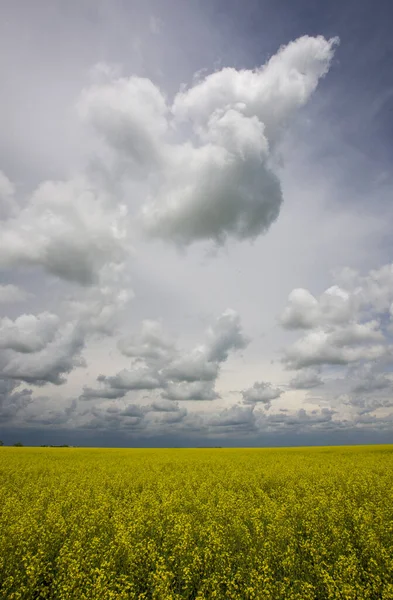 Nuvole di tempesta prateria Canada — Foto Stock