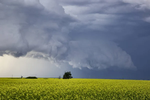 Bozkır Fırtınası Kanada 'yı Bulutlandırıyor