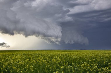 Bozkır Fırtınası Kanada 'yı Bulutlandırıyor