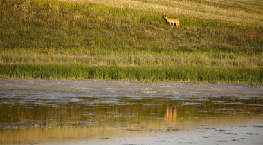 Bozkır Fırtınası Kanada 'yı Bulutlandırıyor