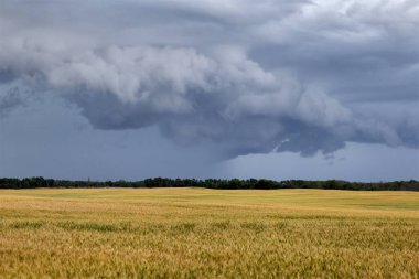 Bozkır Fırtınası Kanada 'yı Bulutlandırıyor