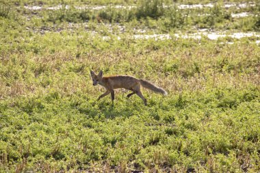 Vahşi Islak Tilki Kanada