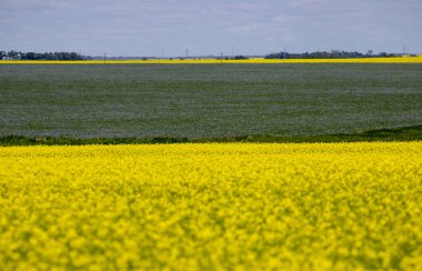 Flax ve Canola Kanada