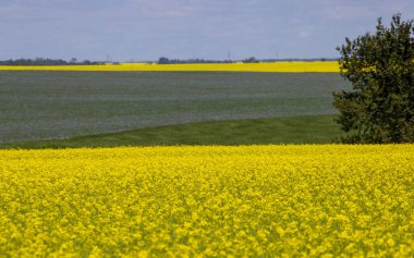 Flax ve Canola Kanada