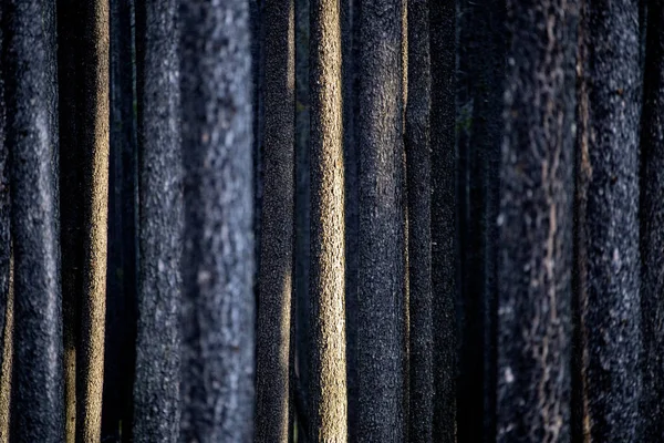 Lodgepole Pine Canadá — Foto de Stock