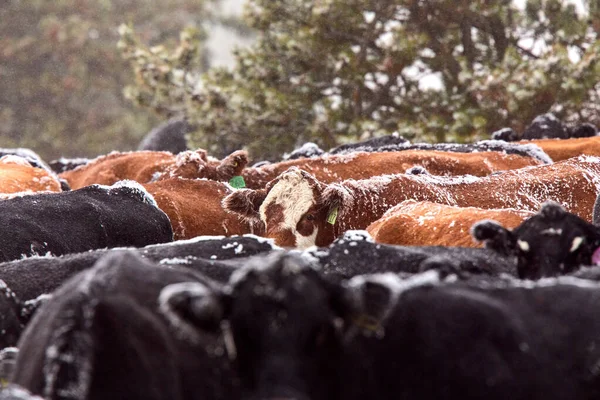 Cattle Huddle in Winter — Stock Photo, Image