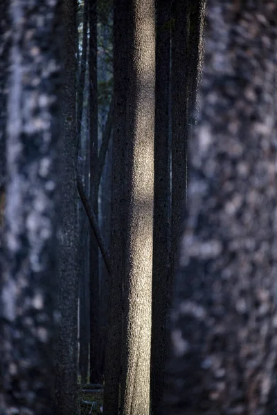 Lodgepole Pine Kanada — Stock Fotó