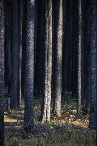 Lodgepole Pine Canada — Foto Stock