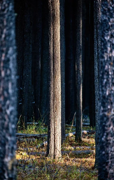 Lodgepole Pine Canada — Foto Stock