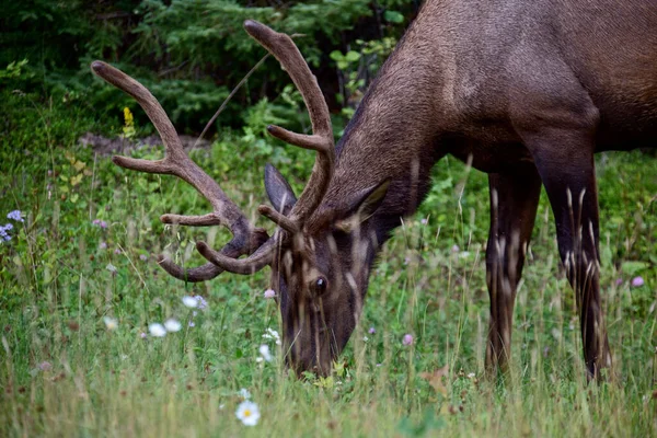 Wild Elk Canada — Stock fotografie