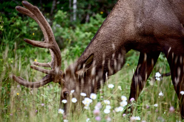 Wild Elk Canada — Stock fotografie